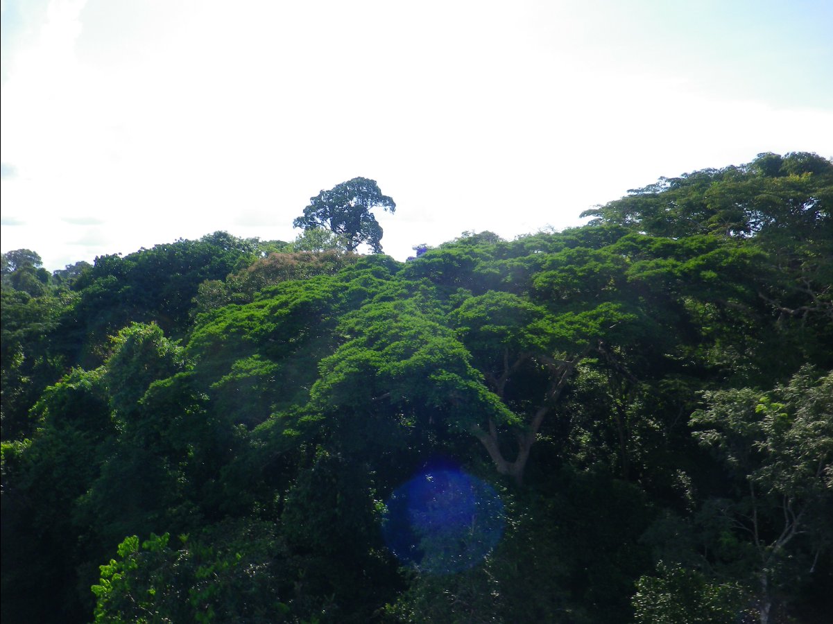 Canopy Tower02